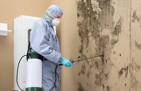 Environmental Consulting for Mold Prevention in South Bay, FL